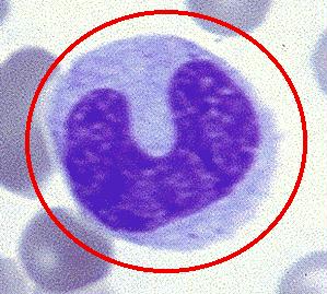 （图）单核细胞