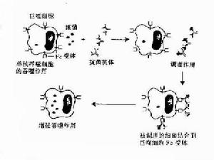 免疫球蛋白